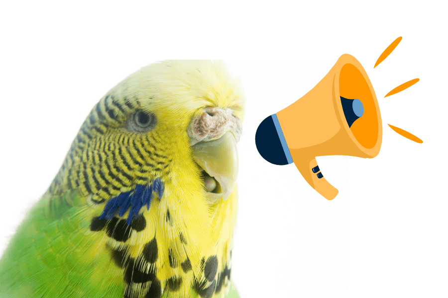 Как научить волнистого попугая говорить?